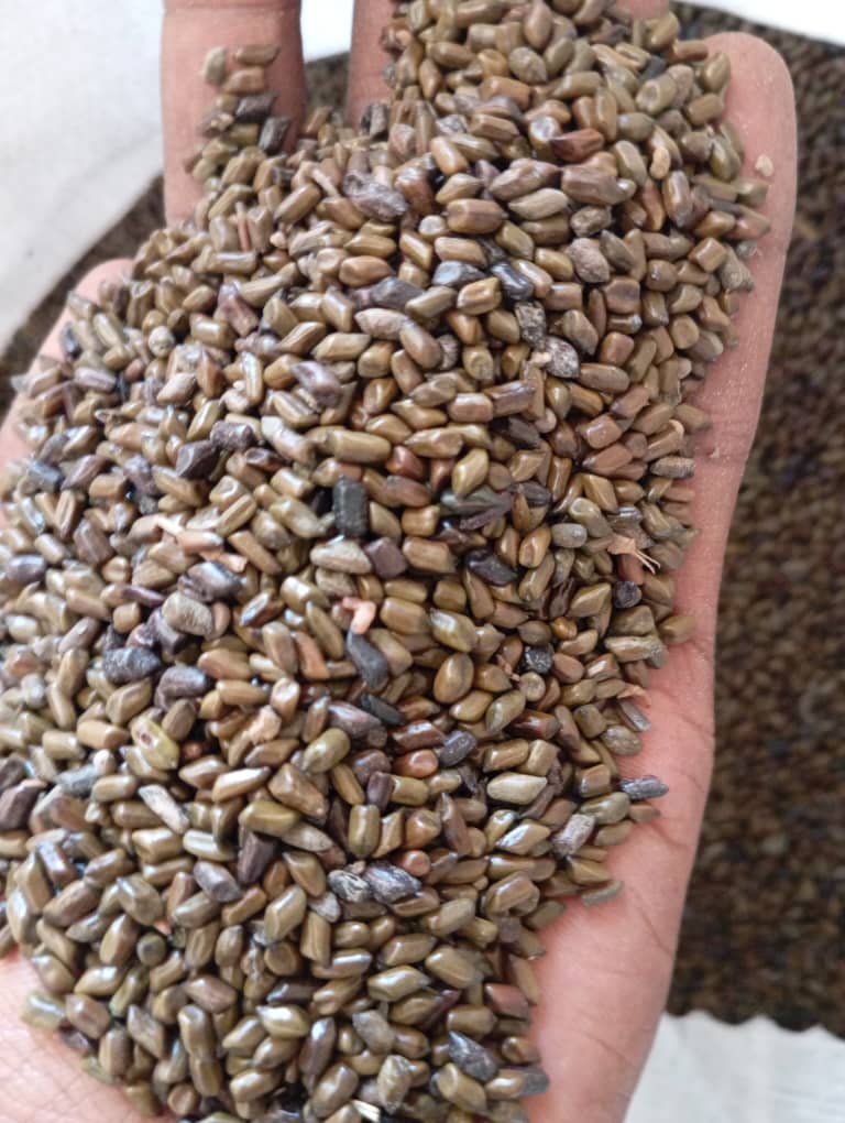 Cassia Tora Seeds