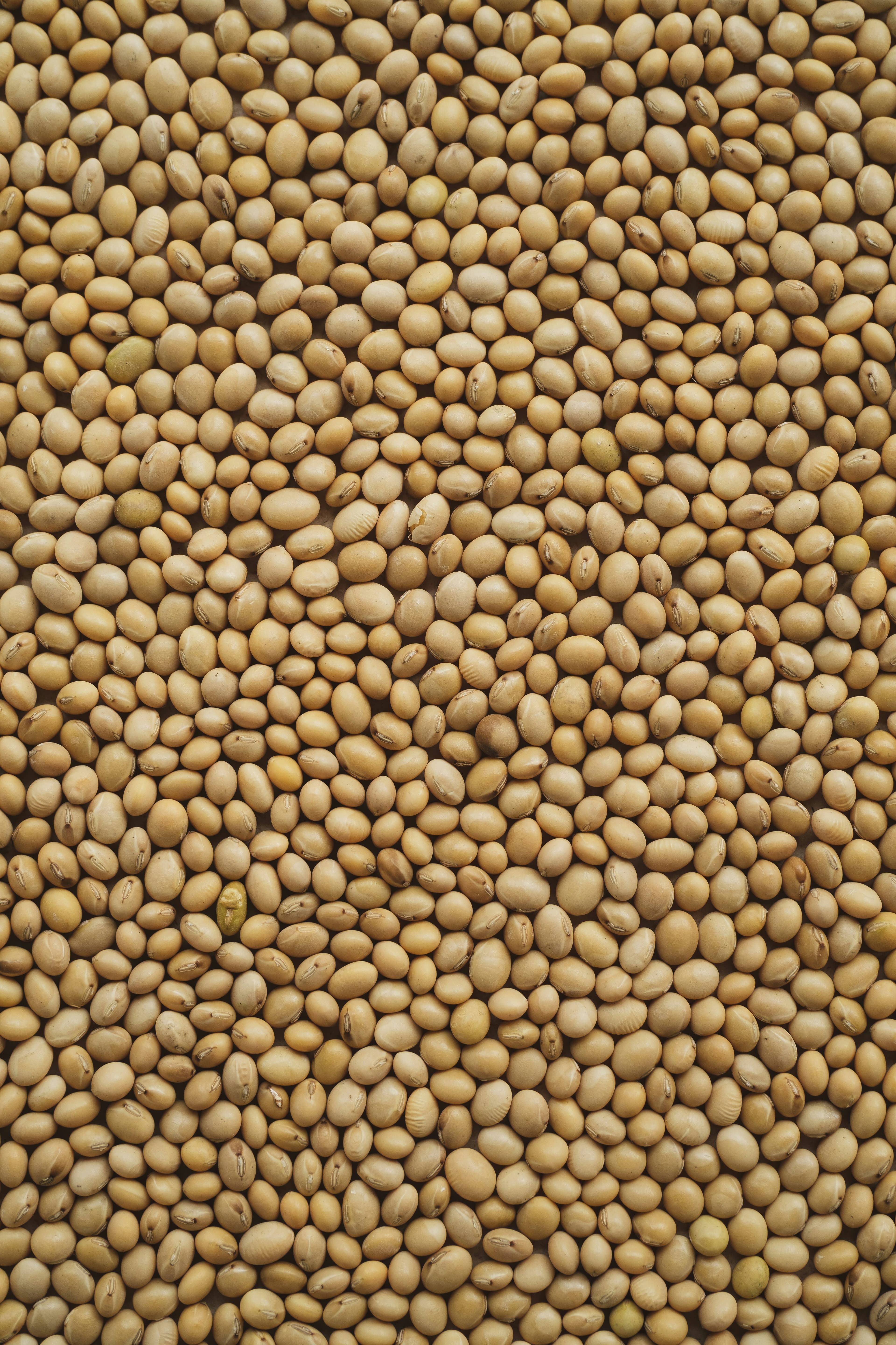Bulk Soya Beans